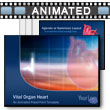 Vital Organ Heart PowerPoint template