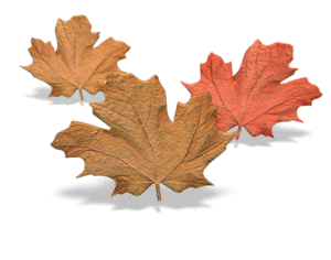 Animated gif sample: Three Brown Leaves Jumping