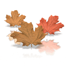 In this seasonal animated clipart, three maple leaves jump and dance.