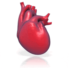 Human Heart | Great PowerPoint ClipArt for Presentations -  