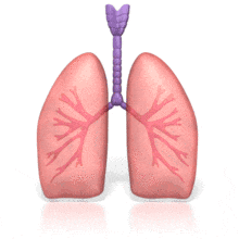 In this clip art image shows human lungs breathing