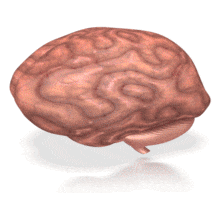 Brain Inside Head | Great PowerPoint ClipArt for Presentations -  