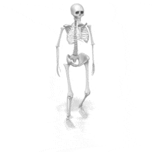 This animated clip art shows a skeleton bone structure walking from a perspective angle.