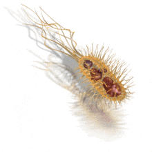 A common bacteria undulates as it moves forward.