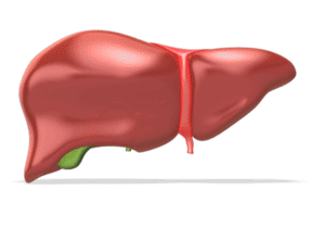 Human Liver Rotating | 3D Animated Clipart for PowerPoint