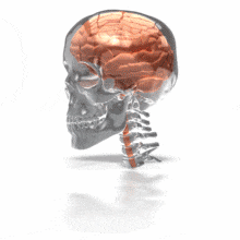 A brain sits inside a glass skull with partial spinal cord and spine.