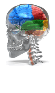 Animated gif sample: Four Lobe Brain In Glass Skull