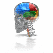 A brain show four lobes sits inside a glass skull with partial spinal cord and spine.