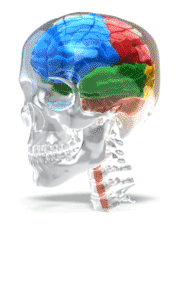 Animated gif sample: Four Lobe Brain In Glass Skull