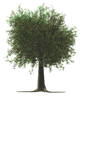 Animated gif sample: Tree Roots Growing Deeper