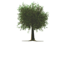 This animation shows roots growing deeper underneath a tree.