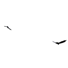 Elevate presentations with this two cats flying&#039; animation. Use to engage your audience in PowerPoint, Google Slides, Keynote, and video projects.