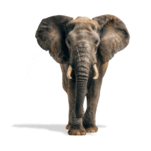 This animated elephant GIF adds strength and grace to PowerPoint or Google Slides. Great for wildlife, patience, leadership, or symbolic slides.