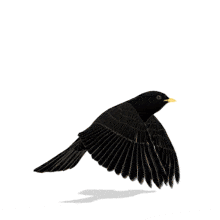 Add motion and meaning with this Flying Black Bird PowerPoint Animation symbolizing freedom, ambition, and growth — perfect for motivational presentations.