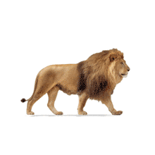 Download this majestic walking lion PowerPoint Animation for engaging wildlife presentations.
