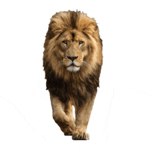 Download this PowerPoint Animation of a lion walking towards you for impactful presentations.