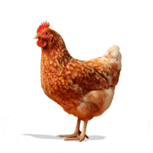 Download this Chicken Animation to enhance your PowerPoint presentation with a lively and engaging visual element.