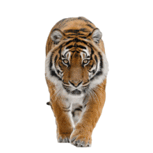 Download this PowerPoint Animation featuring a majestic tiger walking to enhance your wildlife-themed presentations.