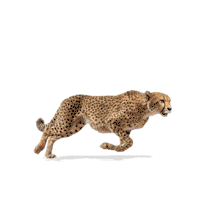 Download this PowerPoint Animation featuring a sprinting cheetah for dynamic presentations.