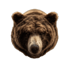 Download this bear growling PowerPoint Animation.
