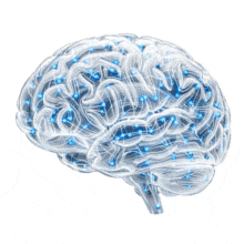 Download this Glass Brain PowerPoint Animation.