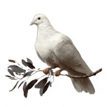 Download this elegant Dove on Branch PowerPoint Animation.