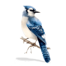 Download this Blue Bird Looking Around PowerPoint Animation.