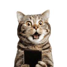 Download our surprised cat animation featuring a 3D cat with a smartphone. High-energy humor for marketing, pet industry slides, and social media themes.