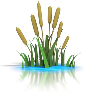 A group of cattails appears at the edge of a pond in this clipart.