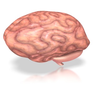 Human Brain Rotating | 3D Animated Clipart for PowerPoint -  