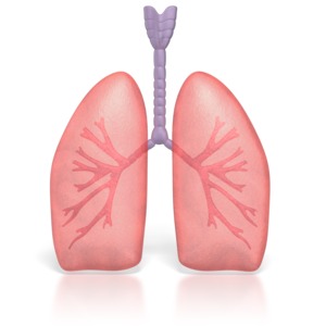 Human Lungs Breathing | 3D Animated Clipart for PowerPoint -  