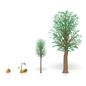 This clip art image shows a tree in different stages of life.