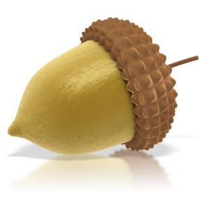 This image show a acorn seed.