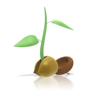 An acorn stats it germination process.