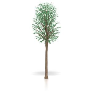 This clip art image shows a young sapling oak tree.