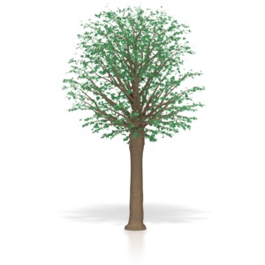 This image shows a full grow mature oak tree.