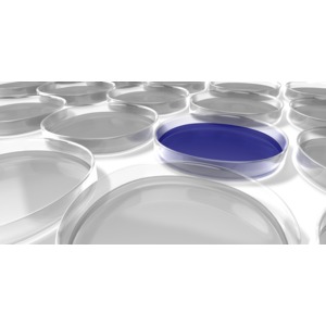 A group of petri or cell culture dishes used by microbiologists to culture cells.  One dish is highlighted.