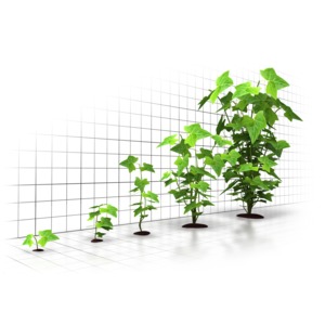A small plant grows into a large bush against a grid background.  A concept of organic growth.