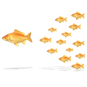A large goldfish leads a school of smaller ones.