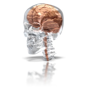 A brain sits inside a glass skull with partial spinal cord and spine.