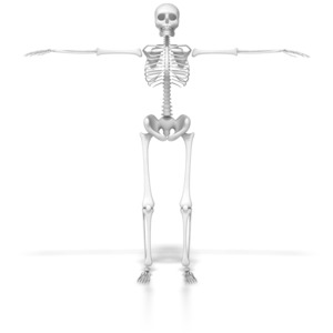 This clip art image shows a skeleton in a default pose.