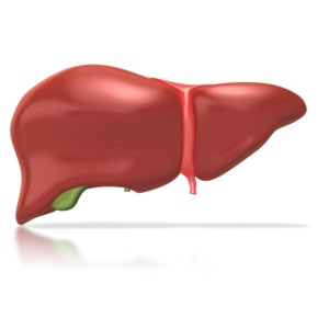 This clip art image shows a human liver.