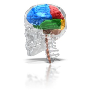 A brain show four lobes sits inside a glass skull with partial spinal cord and spine.