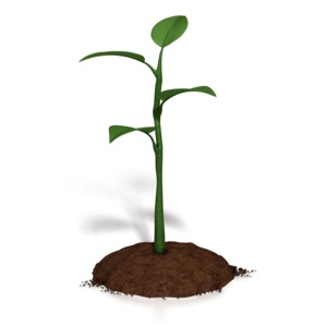 An image of a small plant growing from the ground of dirt.