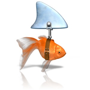 An image of a goldfish with a fake shark&#039;s fin attached by a mechanical belt.