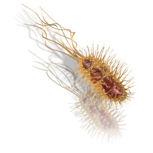 A common bacteria undulates as it moves forward.