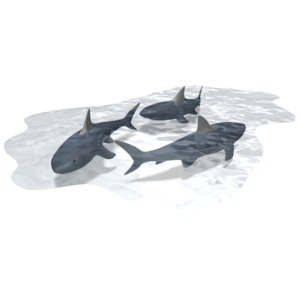 Three sharks swimming in a pool of water.