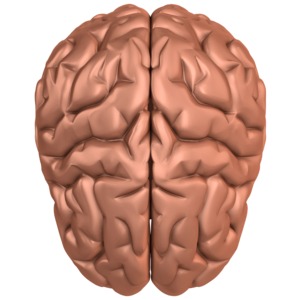 A top view of a human mind.