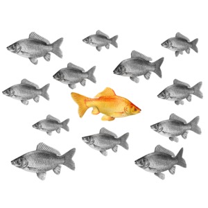 A standout fish goes against the norm by going in the opposite direction as the school of fish.