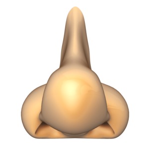 This clip art image shows a nose.  This displays smell, one of the five senses.